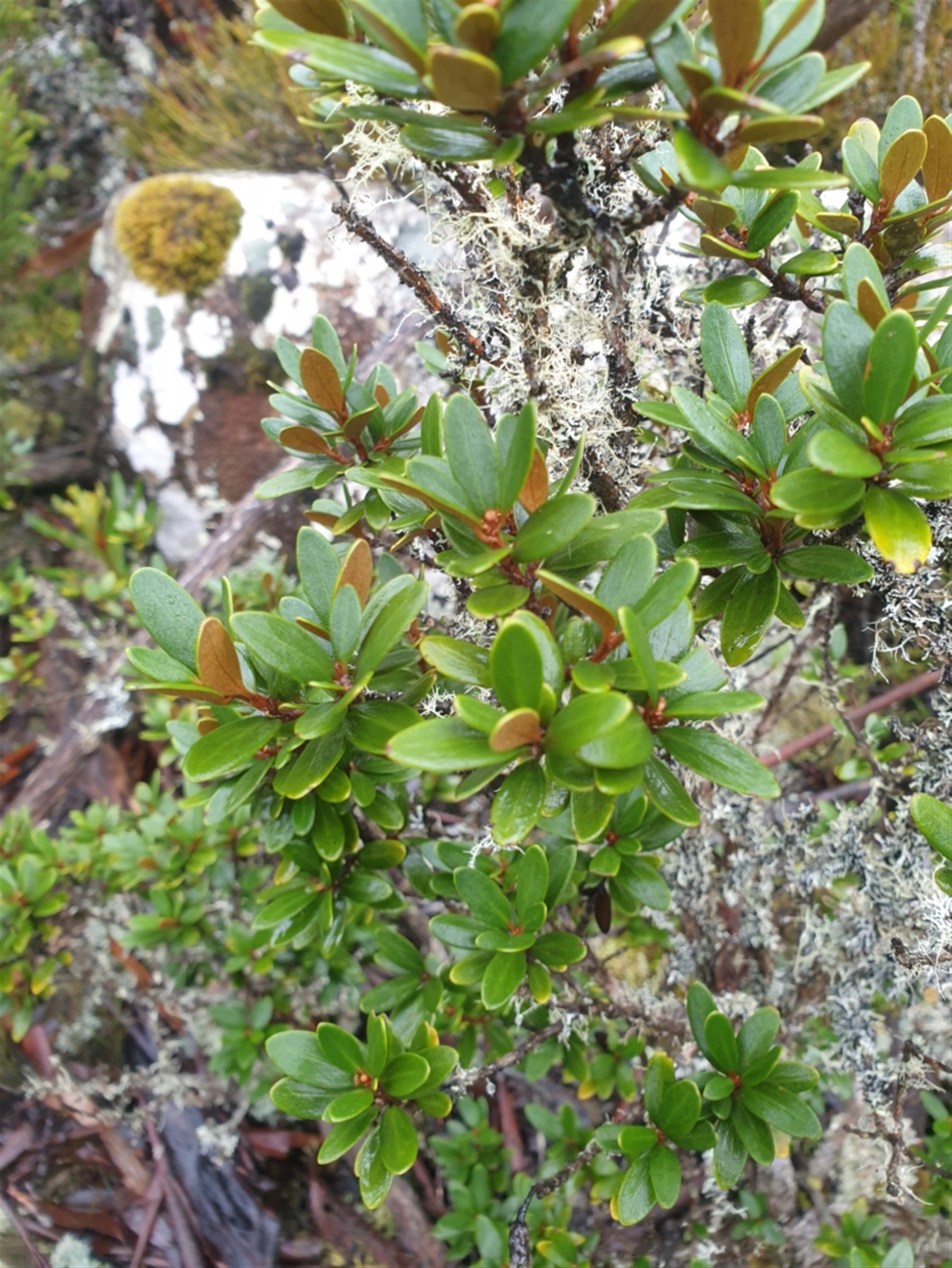 Olearia tasmanica at Wellington Park, TAS - 15 Jun 2024 10:34 AM