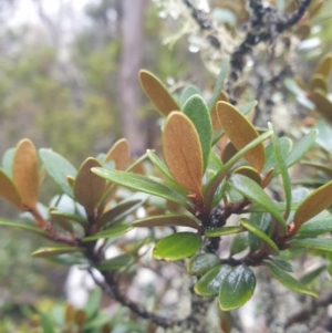 Olearia tasmanica at Wellington Park, TAS - 15 Jun 2024