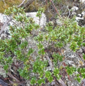 Olearia tasmanica at Wellington Park, TAS - 15 Jun 2024 10:34 AM