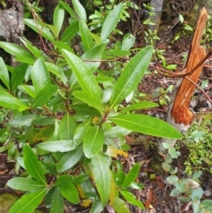 Olearia viscosa (viscid daisybush) at Wellington Park, TAS - 14 Jun 2024 by Detritivore