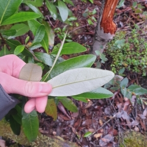 Olearia viscosa at Wellington Park, TAS - 15 Jun 2024