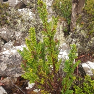 Veronica continua at Wellington Park, TAS - 15 Jun 2024