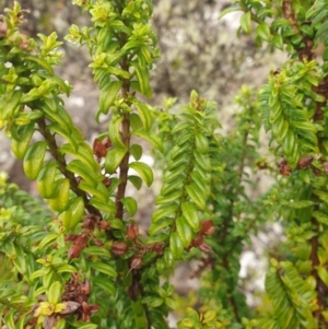 Veronica continua at Wellington Park, TAS - 15 Jun 2024