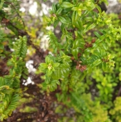 Veronica continua at Wellington Park, TAS - 15 Jun 2024