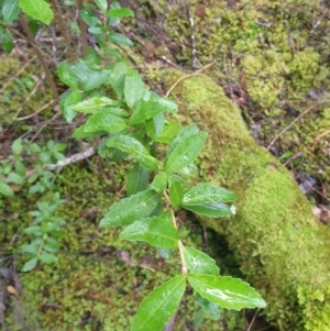 Anodopetalum biglandulosum at Styx, TAS - 16 Jun 2024