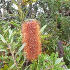 Banksia marginata (Silver Banksia) at Wellington Park, TAS - 15 Jun 2024 by Detritivore