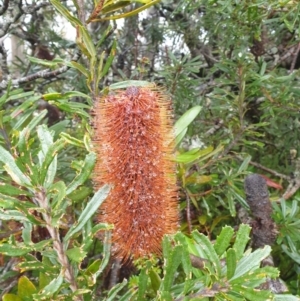 Banksia marginata at Wellington Park, TAS - 15 Jun 2024