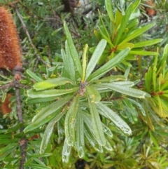 Banksia marginata at Wellington Park, TAS - 15 Jun 2024
