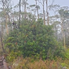 Banksia marginata at Wellington Park, TAS - 15 Jun 2024