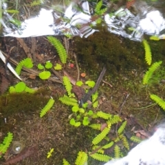 Blechnum penna-marina subsp. alpina (Alpine Water Fern) at Wellington Park, TAS - 15 Jun 2024 by Detritivore