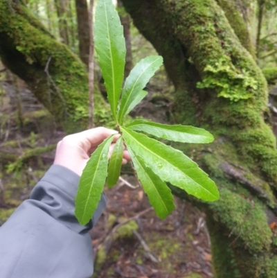 Cenarrhenes nitida (Port Arthur Plum) at Styx, TAS - 16 Jun 2024 by Detritivore