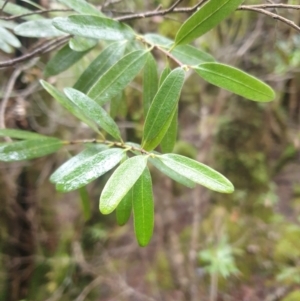 Eucryphia lucida at Styx, TAS - 16 Jun 2024