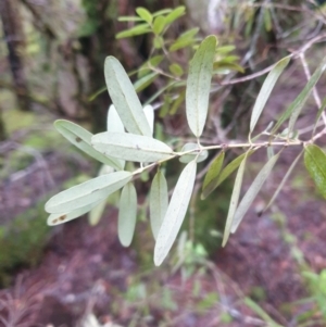 Eucryphia lucida at Styx, TAS - 16 Jun 2024