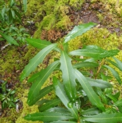 Orites diversifolia (Variable Orites) at Forestry Coupe TN050G - 16 Jun 2024 by Detritivore