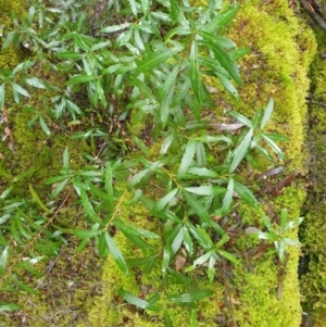 Orites diversifolia at Styx, TAS - 16 Jun 2024