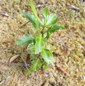 Phyllocladus aspleniifolius at Styx, TAS - 16 Jun 2024 12:37 PM