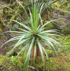 Richea pandanifolia (Pandani) at Forestry Coupe TN050G - 16 Jun 2024 by Detritivore