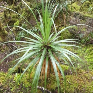 Richea pandanifolia at Styx, TAS - 16 Jun 2024