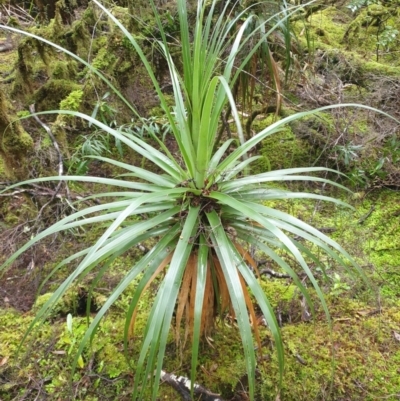 Richea pandanifolia (Pandani) at Forestry Coupe TN050G - 16 Jun 2024 by Detritivore