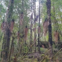 Richea pandanifolia at Styx, TAS - 16 Jun 2024