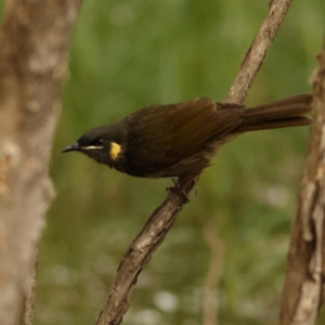 Meliphaga lewinii at Tomaree National Park - 17 Jun 2024