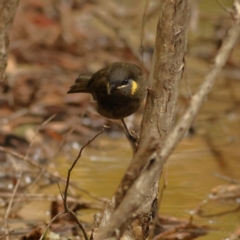 Meliphaga lewinii at Tomaree National Park - 17 Jun 2024