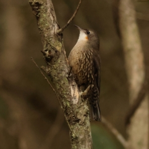 Cormobates leucophaea at Tomaree National Park - 17 Jun 2024