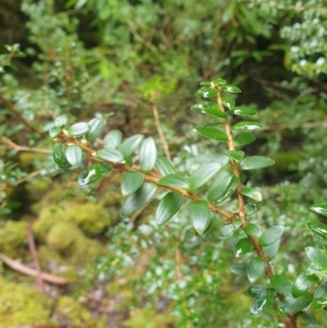 Trochocarpa gunnii at Styx, TAS - 16 Jun 2024 12:46 PM