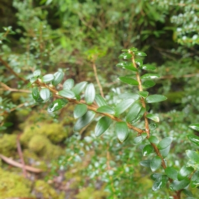 Trochocarpa gunnii (fragrant purpleberry) at Styx, TAS - 16 Jun 2024 by Detritivore