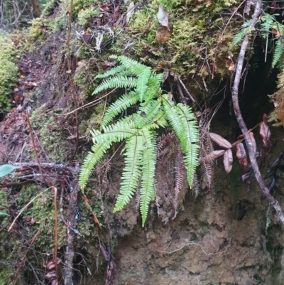 Blechnum nudum at Styx, TAS - 16 Jun 2024 by Detritivore