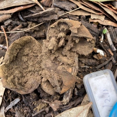 Scleroderma sp. (Scleroderma) at ANU Baldessin Precinct - 17 Jun 2024 by JohnGiacon