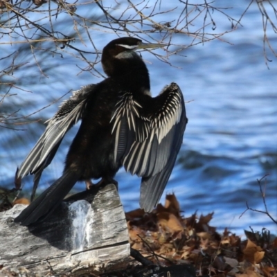 Anhinga novaehollandiae (Australasian Darter) at Mount Ainslie to Black Mountain - 17 Jun 2024 by RodDeb