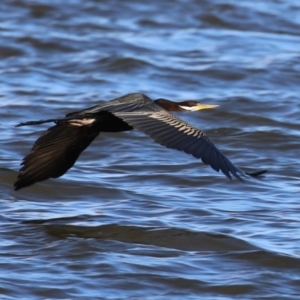 Anhinga novaehollandiae at Mount Ainslie to Black Mountain - 17 Jun 2024