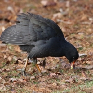 Gallinula tenebrosa at Mount Ainslie to Black Mountain - 17 Jun 2024