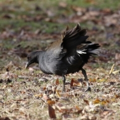 Gallinula tenebrosa at Mount Ainslie to Black Mountain - 17 Jun 2024