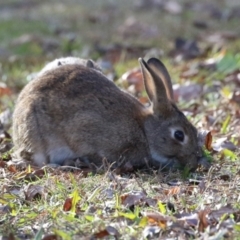 Oryctolagus cuniculus (European Rabbit) at Mount Ainslie to Black Mountain - 17 Jun 2024 by RodDeb