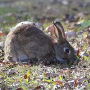 Oryctolagus cuniculus at Mount Ainslie to Black Mountain - 17 Jun 2024