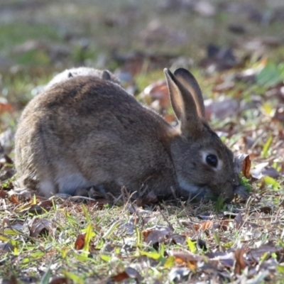 Oryctolagus cuniculus (European Rabbit) at Mount Ainslie to Black Mountain - 17 Jun 2024 by RodDeb