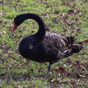 Cygnus atratus at Mount Ainslie to Black Mountain - 17 Jun 2024 02:20 PM