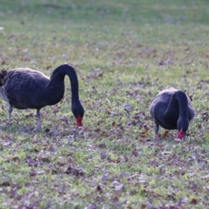 Cygnus atratus at Mount Ainslie to Black Mountain - 17 Jun 2024