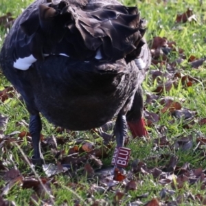 Cygnus atratus at Mount Ainslie to Black Mountain - 17 Jun 2024 02:20 PM