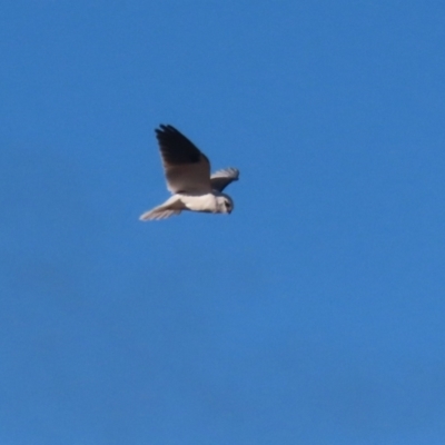 Elanus axillaris (Black-shouldered Kite) at Hume, ACT - 17 Jun 2024 by RodDeb