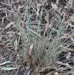 Juncus (genus) (A Rush) at Black Mountain - 16 Jun 2024 by Venture