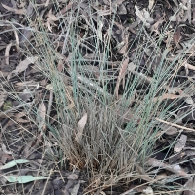 Juncus (genus) (A Rush) at Black Mountain - 16 Jun 2024 by Venture