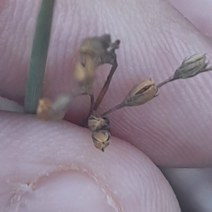 Juncus sp. at Black Mountain - 16 Jun 2024