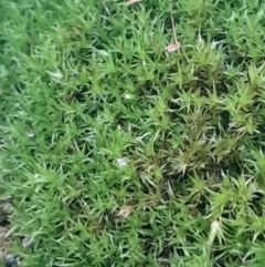 Unverified Moss, Liverwort or Hornwort at Black Mountain - 16 Jun 2024 by Venture
