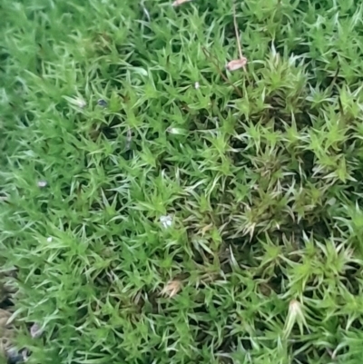 Unverified Moss, Liverwort or Hornwort at Black Mountain - 16 Jun 2024 by Venture