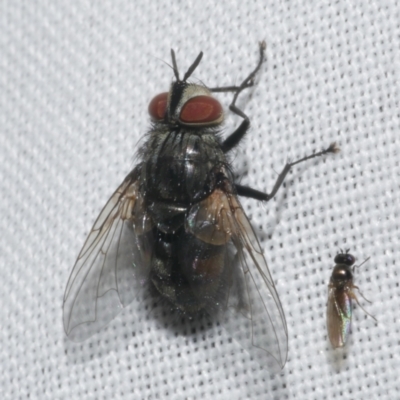 Calliphora sp. (genus) at WendyM's farm at Freshwater Ck. - 20 Feb 2023 by WendyEM