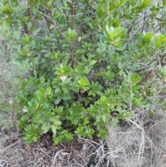 Arbutus unedo (Strawberry Tree) at Bruce Ridge - 10 Jun 2024 by JBrickhill