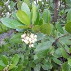 Arbutus unedo at Bruce Ridge - 10 Jun 2024 04:00 PM